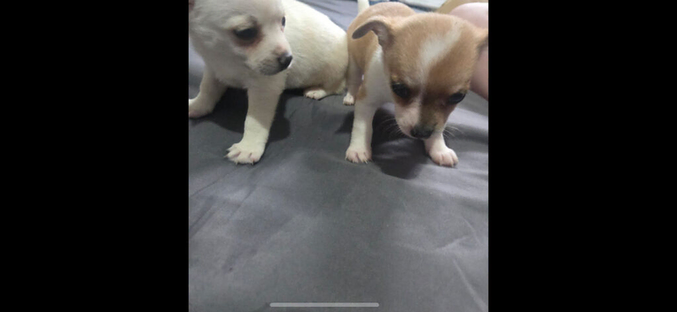 Pomchi puppys