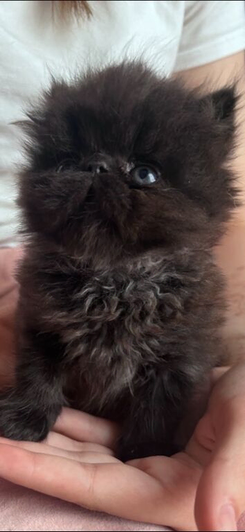 stunning black smoke Kitten