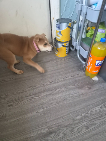 Staffie x sharpei