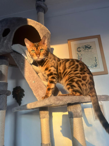 Beautiful Bengal looking for forever home