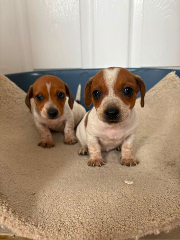 Jack russell x miniature dachshund