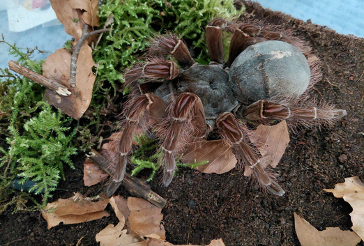 Theraphosa Blondi Adult Female