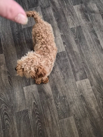 Poodle 14mouths old xxx