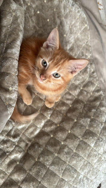 ginger kittens