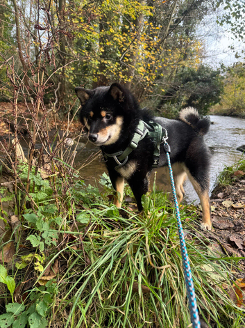 Black and Tan female