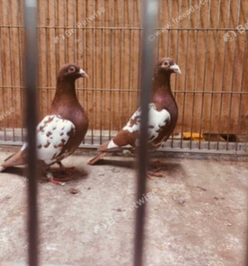 Mulemans racing pigeons available