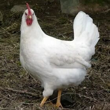 Bason White hens