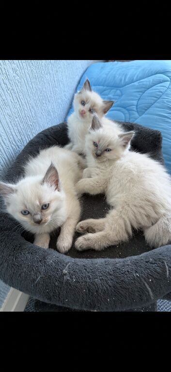 Ready now Ragdolls