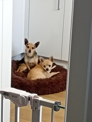 Three gorgeous girl Jack chi pups