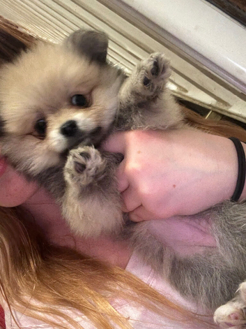 Pomeranian Puppys &pound;700