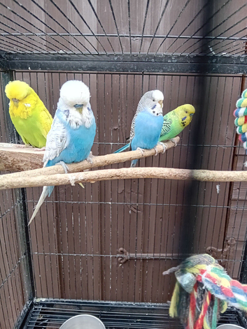 3 x budgies for sale with nice cage