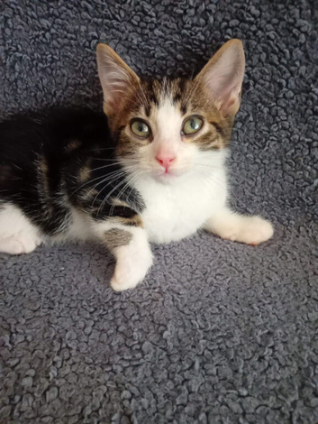 Bengal x tabby x tuxedo kittens