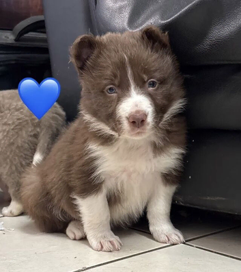 Gorgeous Border Collie Puppies, Fully Healthy.