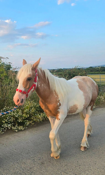 *Reduced* palomino & white cob