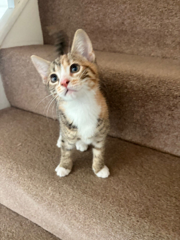 Mixed bengal kitten for sale
