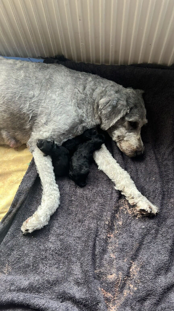 F1b mini sheepadoodles