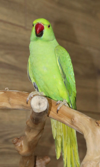 Pair of avairy green ringneck parakeets