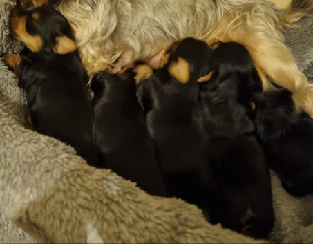 Gorgeous Yorkshire Terrier Puppies