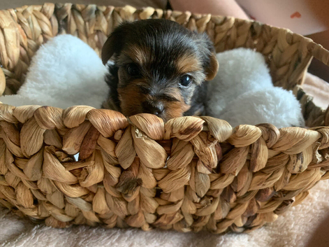 yorkshire terrier puppy's