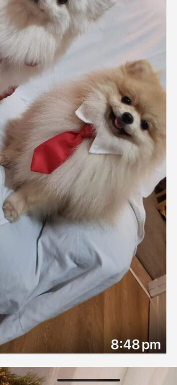 Outstanding cream Pomeranian stud dog