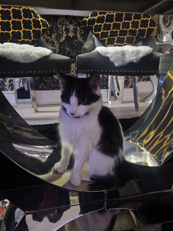 Black and white Cat