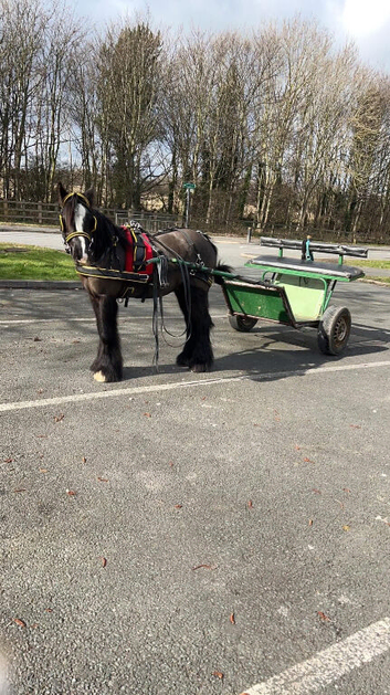 BLACKJACK - 6 year old gelding