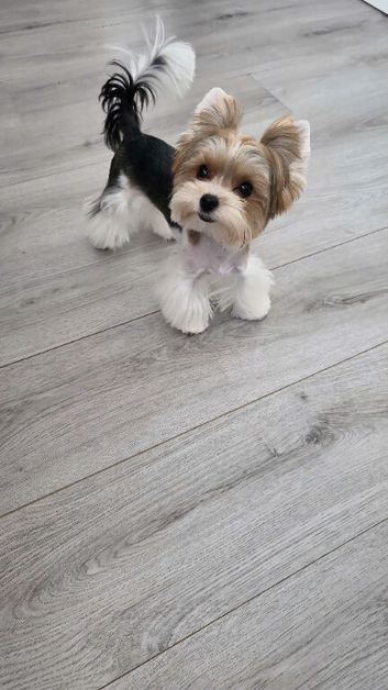Mini biewer terrier puppy boy