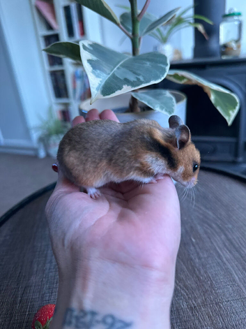 Syrian hamster babies
