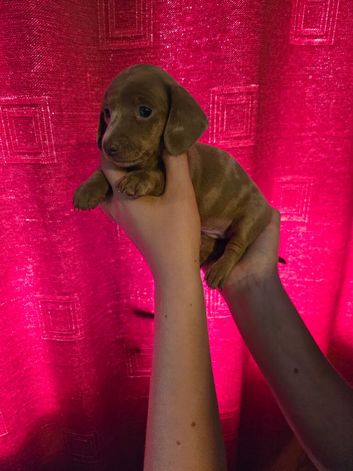 Litter of stunning miniature dachshunds for sale