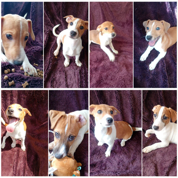 Jack Russell Puppies