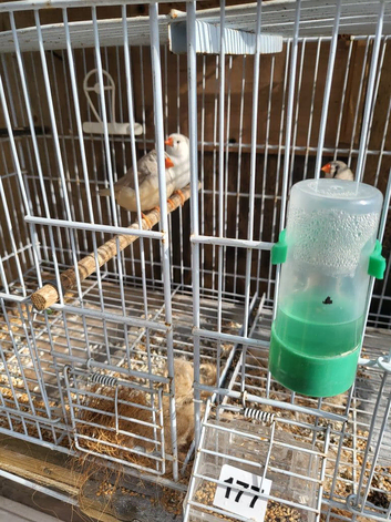 3x zebra finch hens