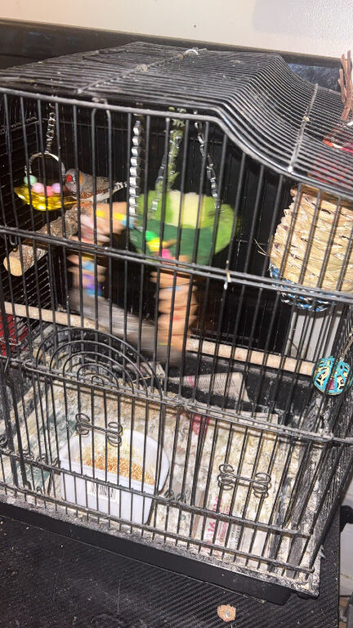 1 male finch and cage  offers