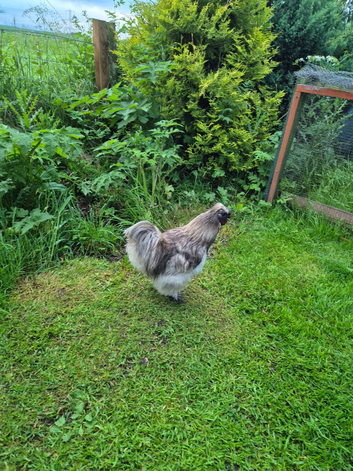 Silkie Cockerel, free to good home.