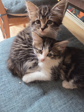 Two adorable twin girls