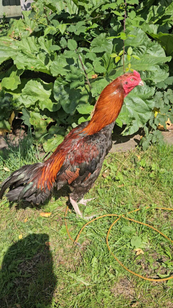 Aseel/Brazilian stag for sale