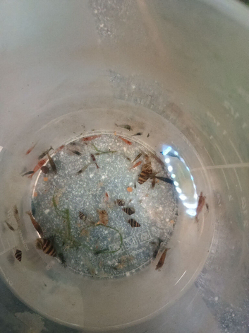 Shrimp's