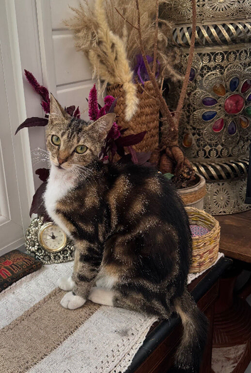 YOUNG FEMALE CAT