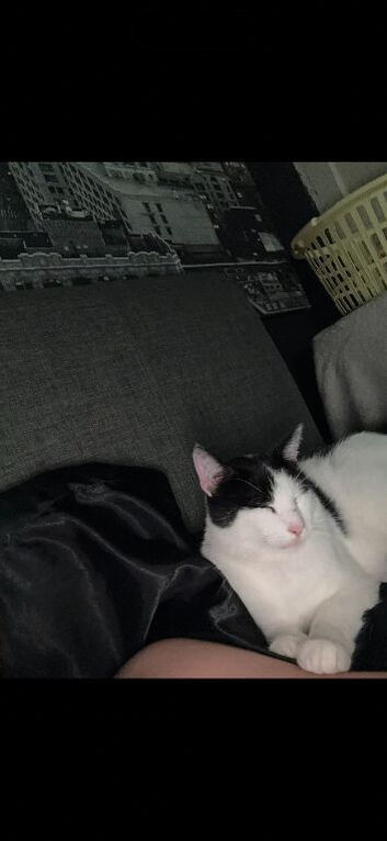 Cat needing forever home