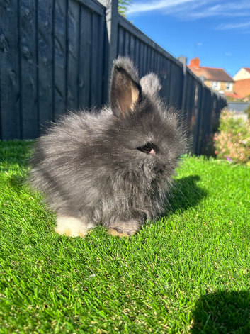 Angora bew buck bunny