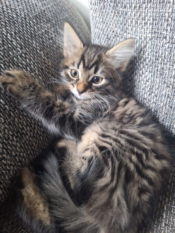 Beautiful  kittens ready for a new home