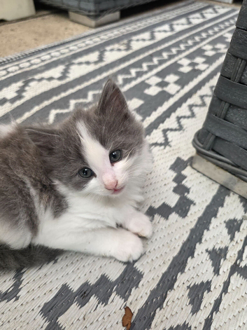 Kittens for sale