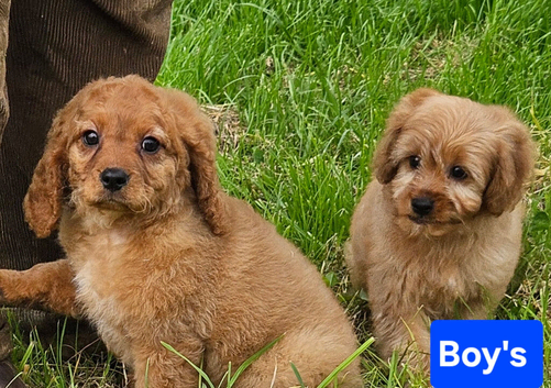 Beautiful cavapoo puppies for sale