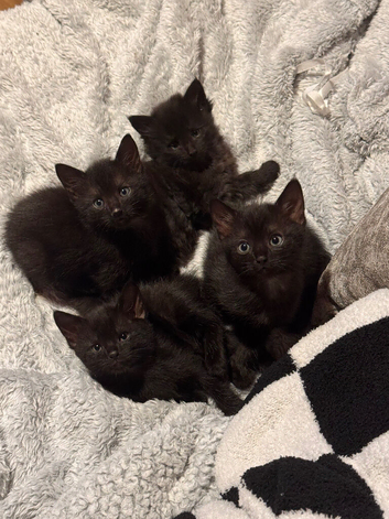 3 month old kittens