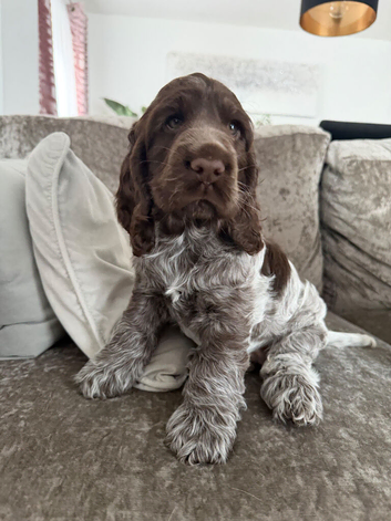 KC Registered English Cocker Spaniel Puppie- Extensively health Tested