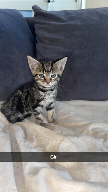 5 kittens ready now