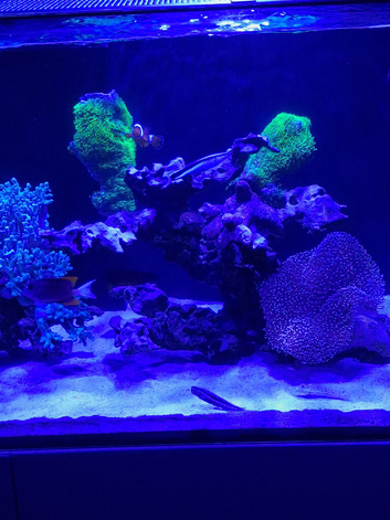 Free marine fish / coral