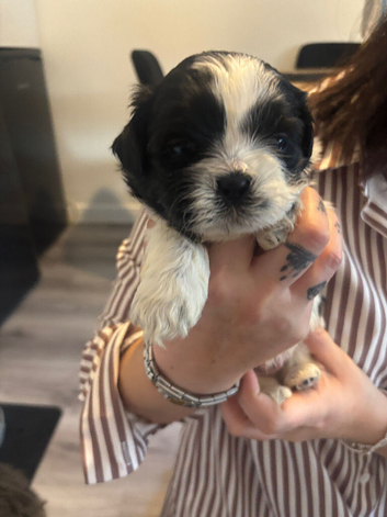 Shih tzu puppies