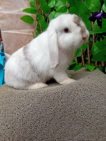 Mini lop