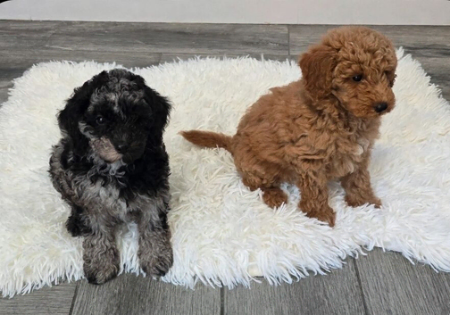 Beautiful toy poodle puppie last boys reduced