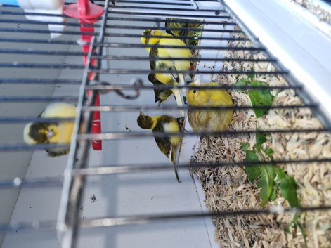 Fiffe canaries for sale